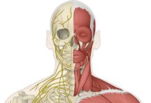 WPA extends MSK pathway