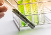 Medical cannabis clinic approved by the CQC Sapphire Clinic approved by CQC for medical cannabis services