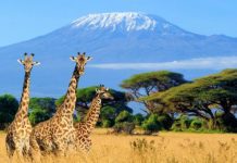 Kenyan law to reduce referrals abroad