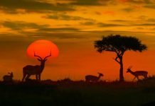 Call for spa and wellness certification in Kenya