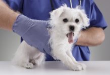 US: Apollo funds join BC Partners in PetSmart