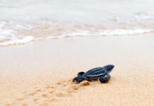 Commissioning behaviours: is the tide turning?
