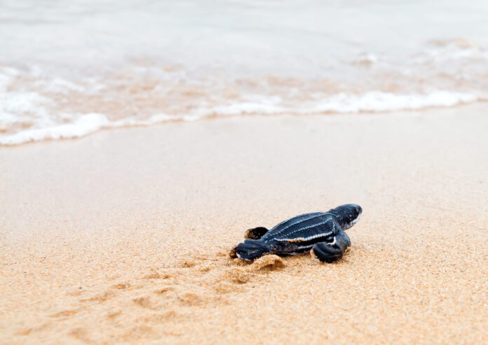 Newly hatched baby leatherback turtles and its footprint in the