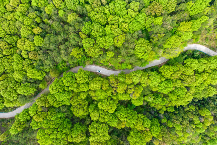 Winding Road Through Dense Green Forest Seen From Aerial View